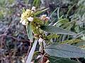 Lanceleaf Slitwort